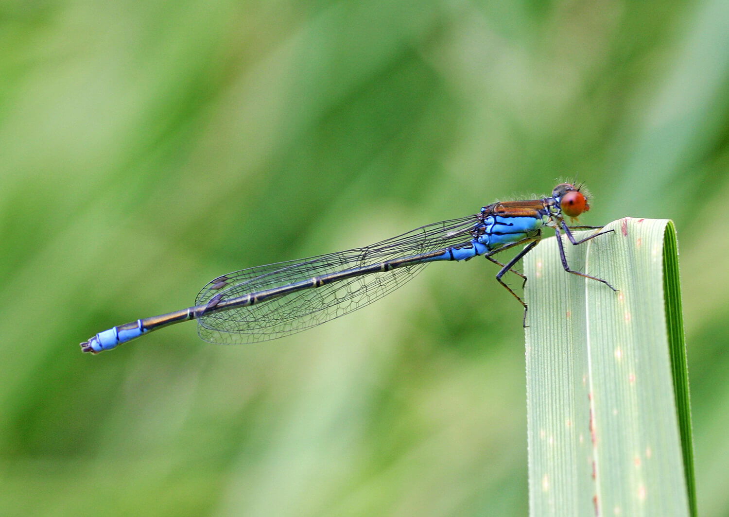 Male Small Red-eyed Damselfly by Pam Taylor